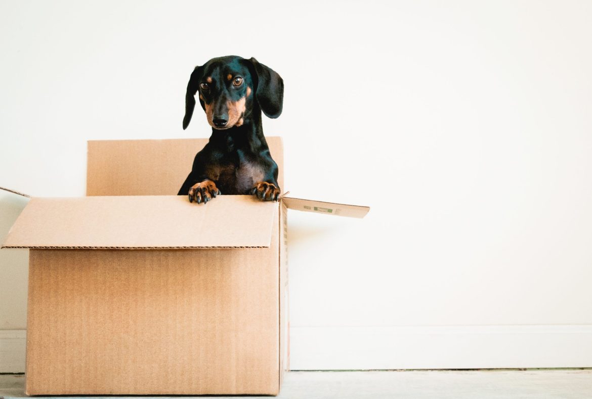 Met uw hond verhuizen? Lees hier onze tips